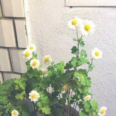 天下狂刀破解版下载